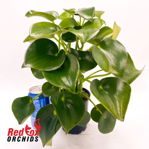 Peperomia polybotrya 100mm
