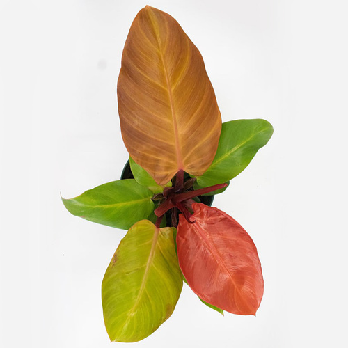 Philodendron McColley's Finale