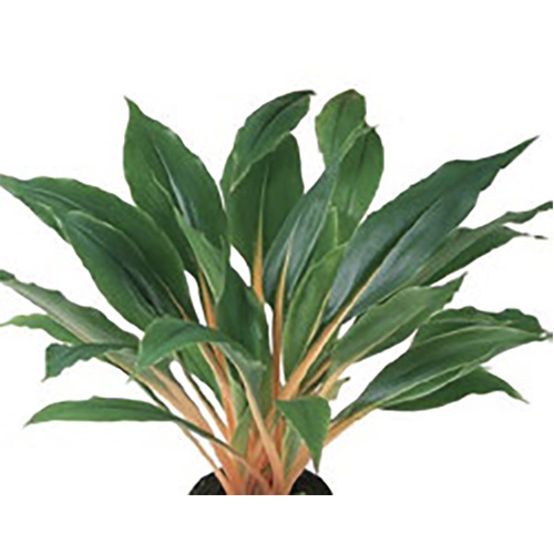 Chlorophytum Green Orange