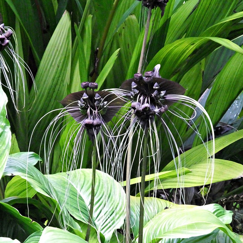 Tacca Chantrieri (Bat Plant - Black)