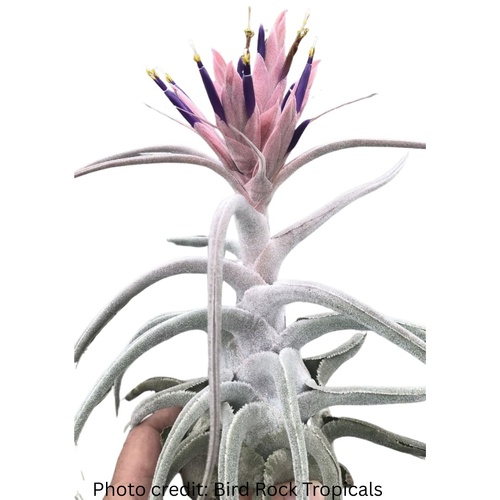 Tillandsia ehlersiana