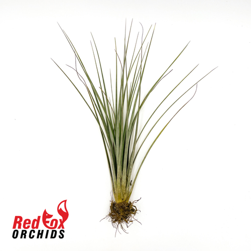 Tillandsia fasciculata 'Florida'