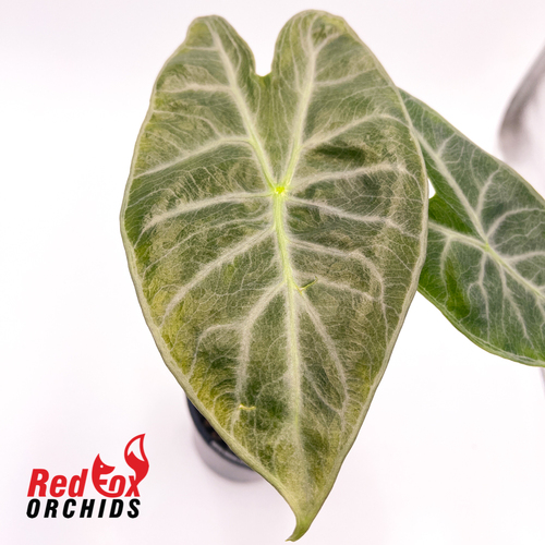 Alocasia Ivory Coast