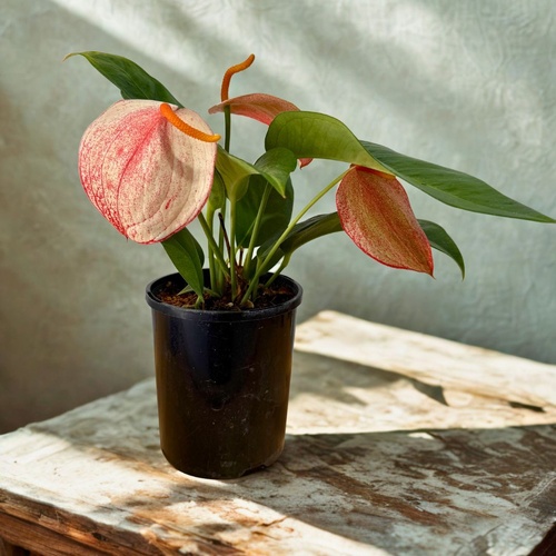 Anthurium scherzerianum V. rothschildianum