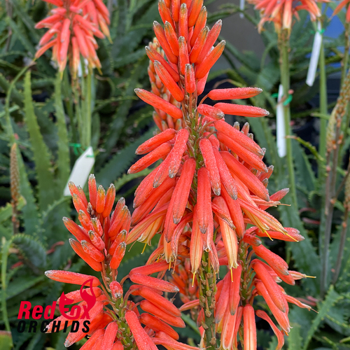 Aloe Warm Welcome