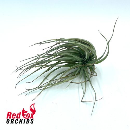 Tillandsia Houston