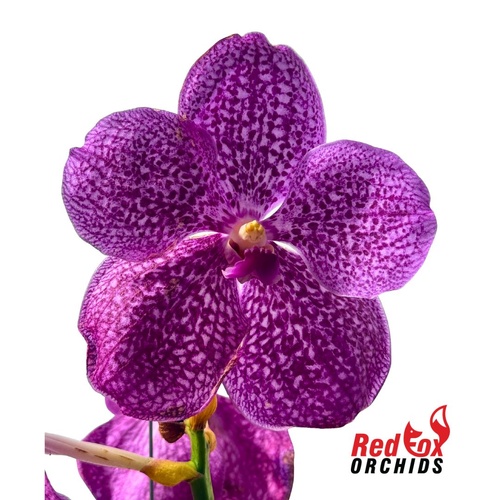 Vanda Orchid - Vanda Wirat X Madame rattana 'Pink'