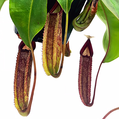 Nepenthes Gentle