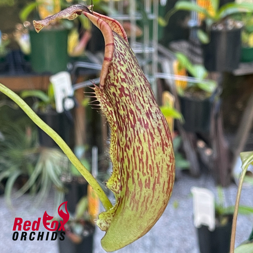 Nepenthes Maxima