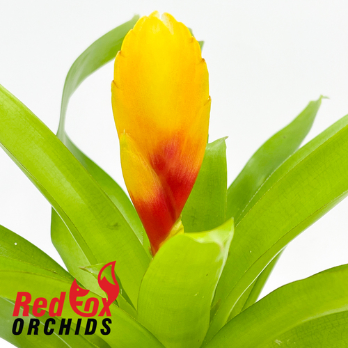 Vriesea Delphinus