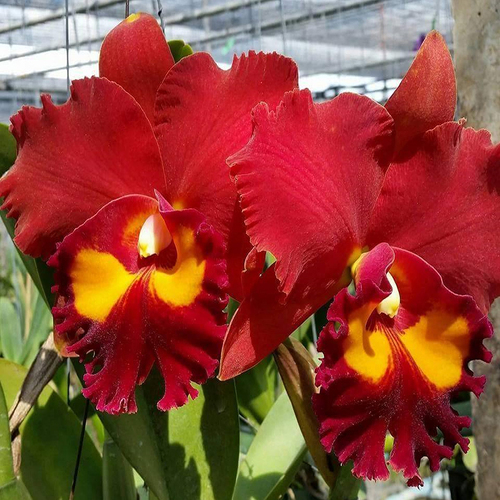 Rhyncholaeliocattleya Phet Paithoon