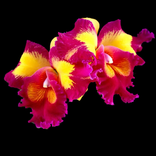 Rhyncholaeliocattleya Lai Ching-Te