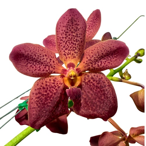 Renantanda Cherry Rose