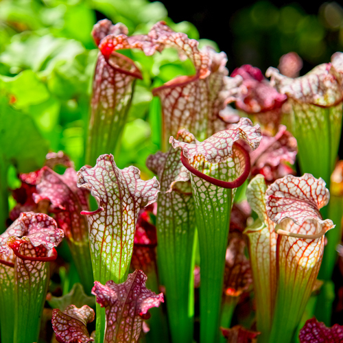 Sarracenia