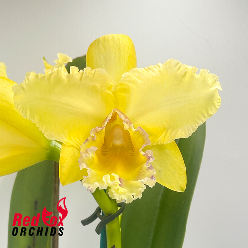 Brassolaeliocattleya Serene Sunset Wendy's x California Girl 'Orchid Library'