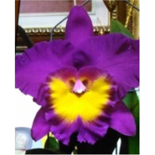 Rhyncholaeliocattleya Chunfong Red