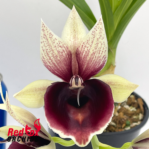 Catasetum Mark's Red Hermosa 'Mark's Jungle Girls'
