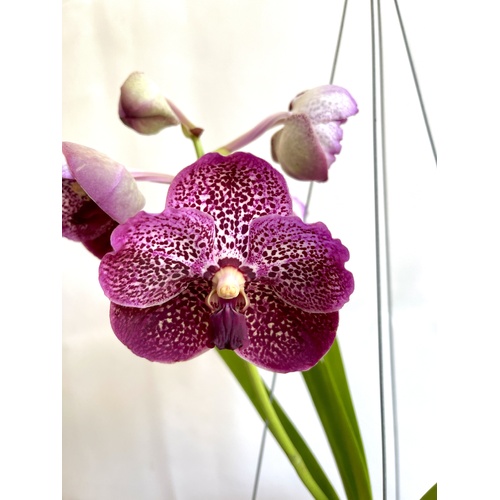 Vanda (Madame Rattana x SuksamianSpots) X V. (Bitzs Hearthrob x Guochia Long)
