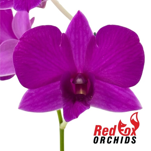 Dendrobium Venus Mini