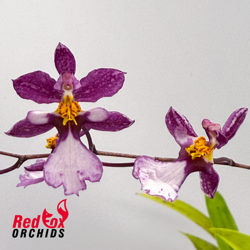 Oncidium (sotoanum x onustum) x sotoanum