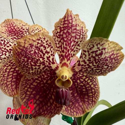 Vanda (Pimporn x Chiang Rai) x sanderiana x Varut Leopard