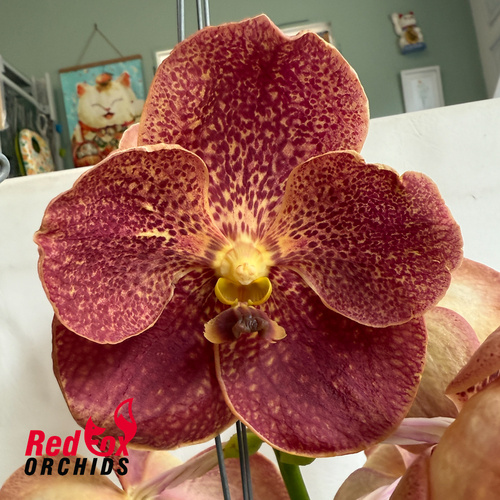Vanda Adisak Happiness