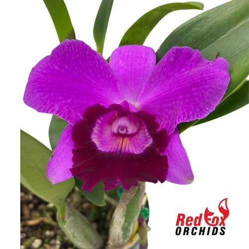 Cattleya Mini Purple