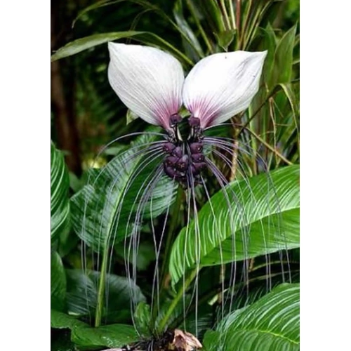 Tacca integrifolia (Bat Plant - White)