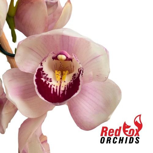 Cymbidium Barrita Mex