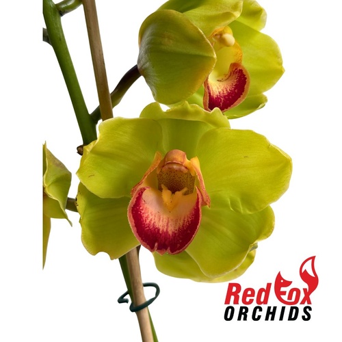 Cymbidium Green Elation X Wonder Island