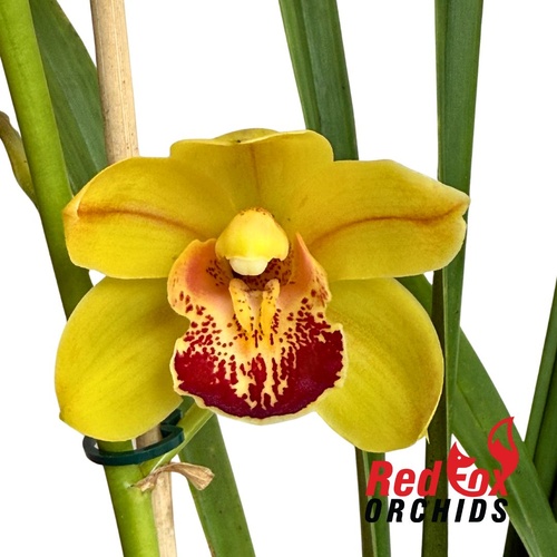 Cymbidium One Tree Hill "Waikanea Canary'