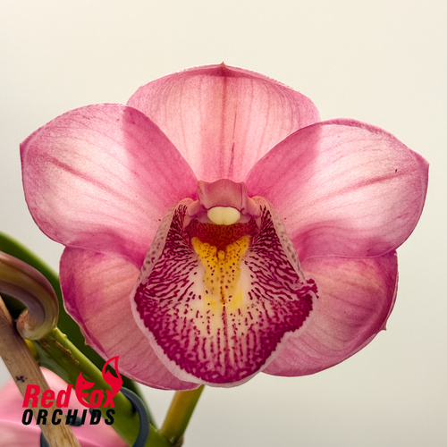 Cymbidium Flaming Pepper