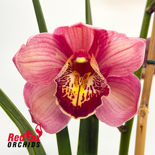 Cymbidium Lancashire Khan 'Evie'