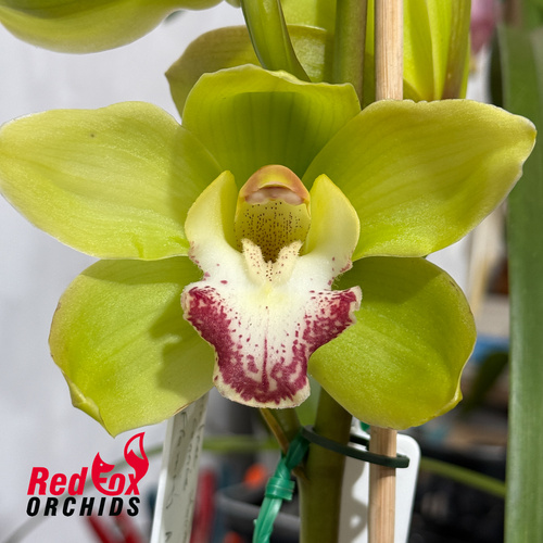 Cymbidium Daintree Showers x Green Connie