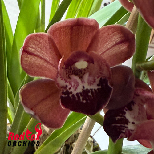 Cymbidium Pepper Blaze x Street Tango