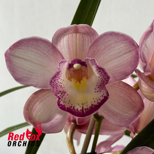 Cymbidium Kirby Lesh x (Dural Dream x Pepper Blaze)