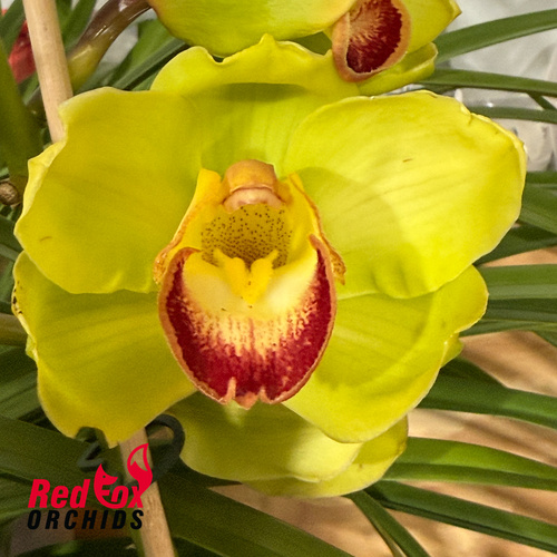 Cymbidium Green Elation x Wonder Island