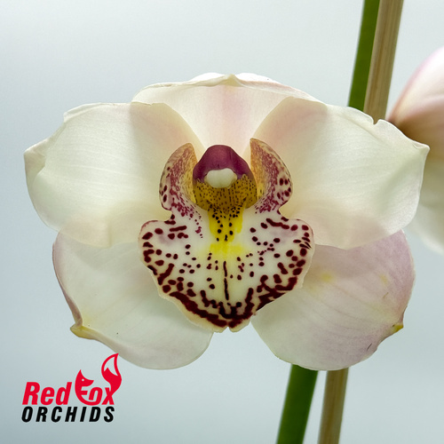 Cymbidium Zen Angel x Joan's Charisma