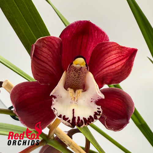 Cymbidium Dazzling Pepper