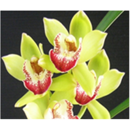 Cymbidium Happy Days 'Green Dragon' (Variegated)