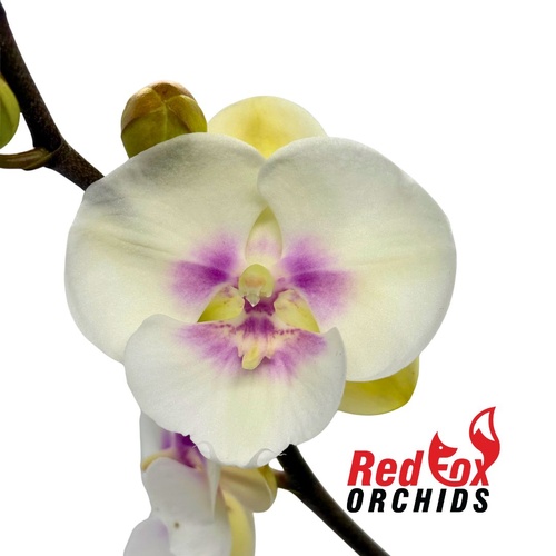 Phalaenopsis King Car Lollipop