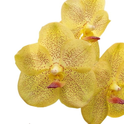 Vanda Somsri Thai Spot