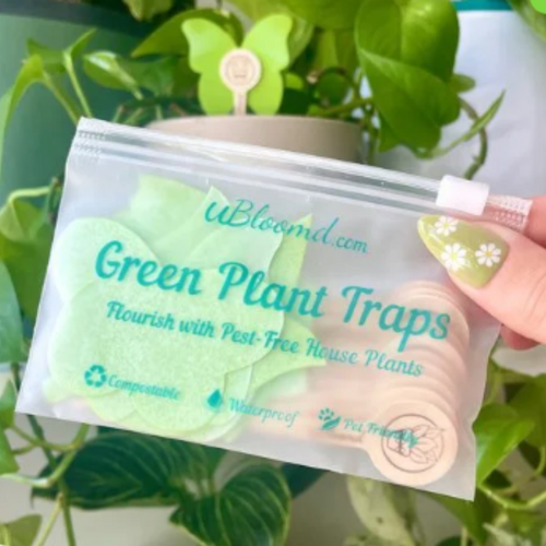 Green Sticky Traps - Monstera Shaped