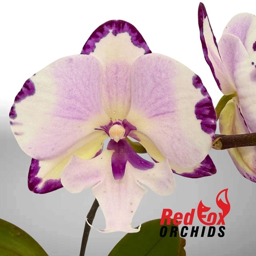 Phalaenopsis Dalmation
