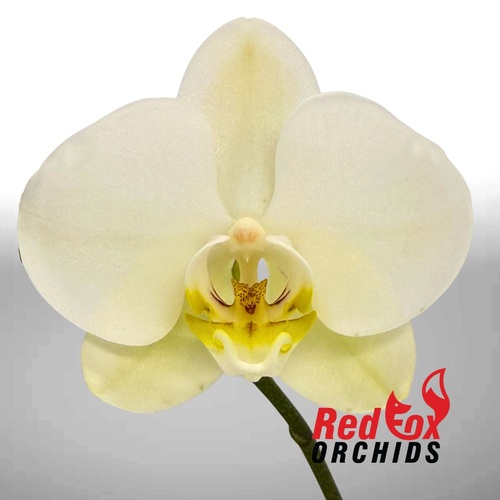 Phalaenopsis Lazy Sunday