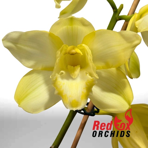 Cymbidium (Purely Dreaming X (Loch Watten x Ice Nymph))
