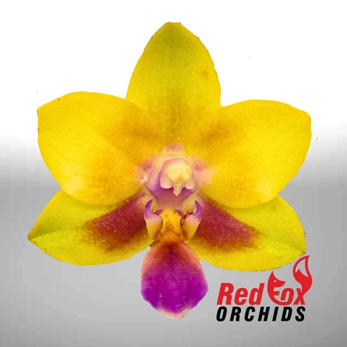 Phalaenopsis Allura 'Andromeda'