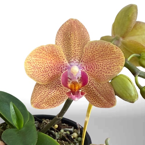Phalaenopsis Sunset Love