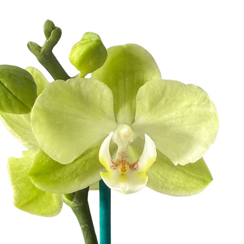 Phalaenopsis Sunshower