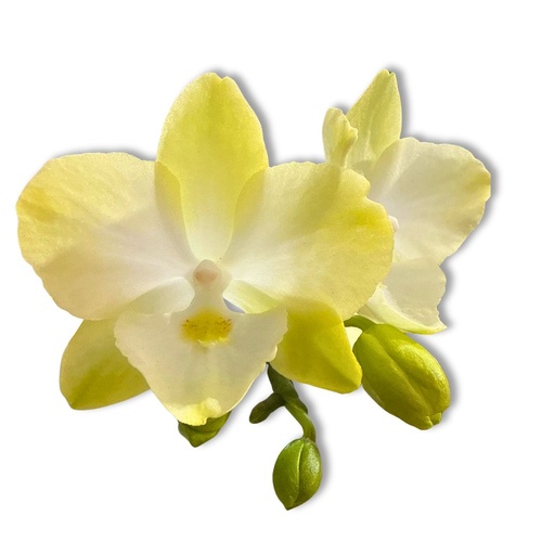 Phalaenopsis Diamond Star